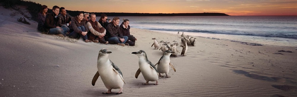 Experience the Penguin Parade on Phillip Island