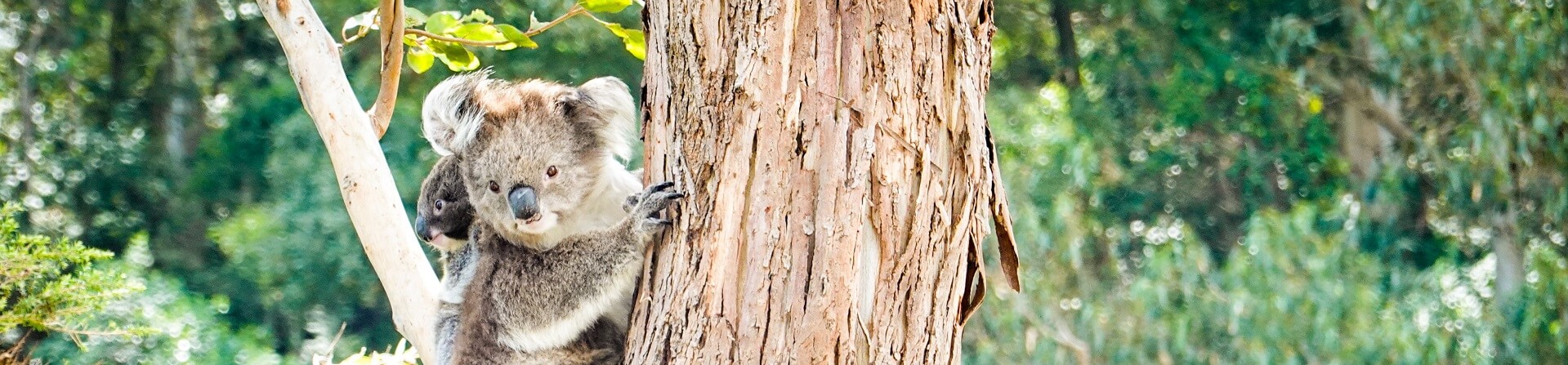Are there still koalas at Kennett River?