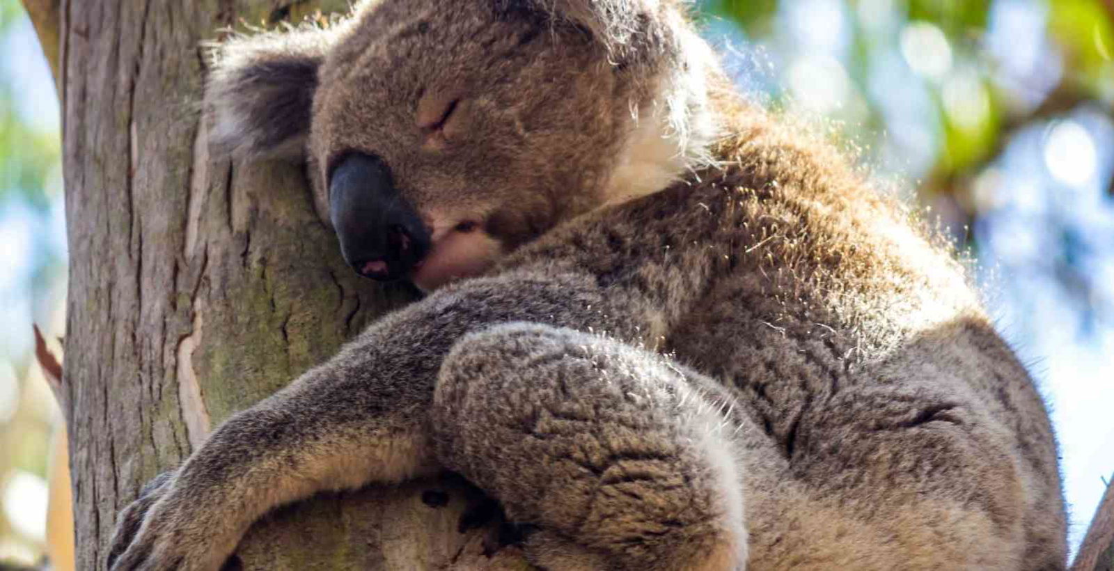 koala in tree at kennett river