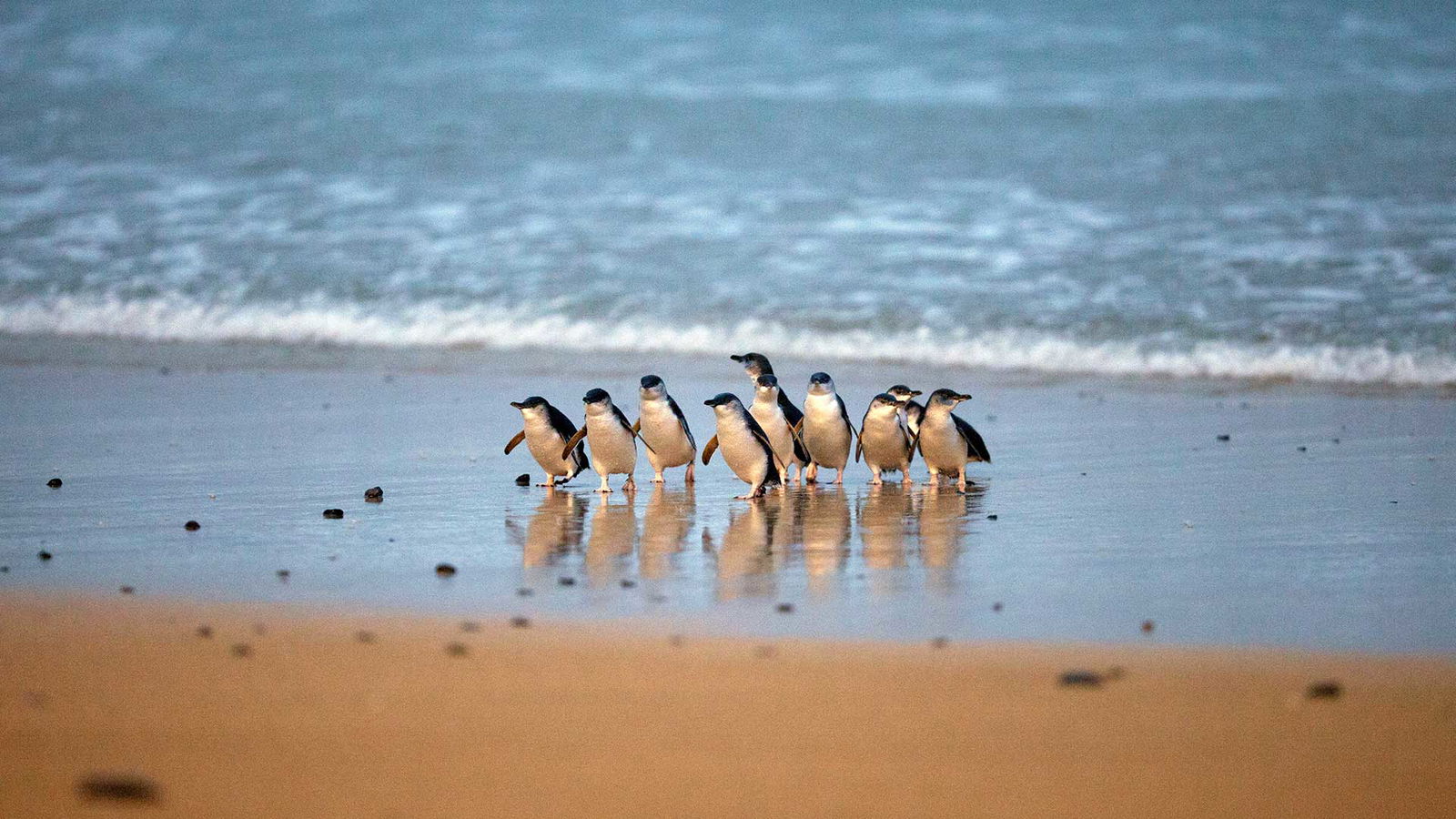 Group of fairy penguins walking up beach at dusk