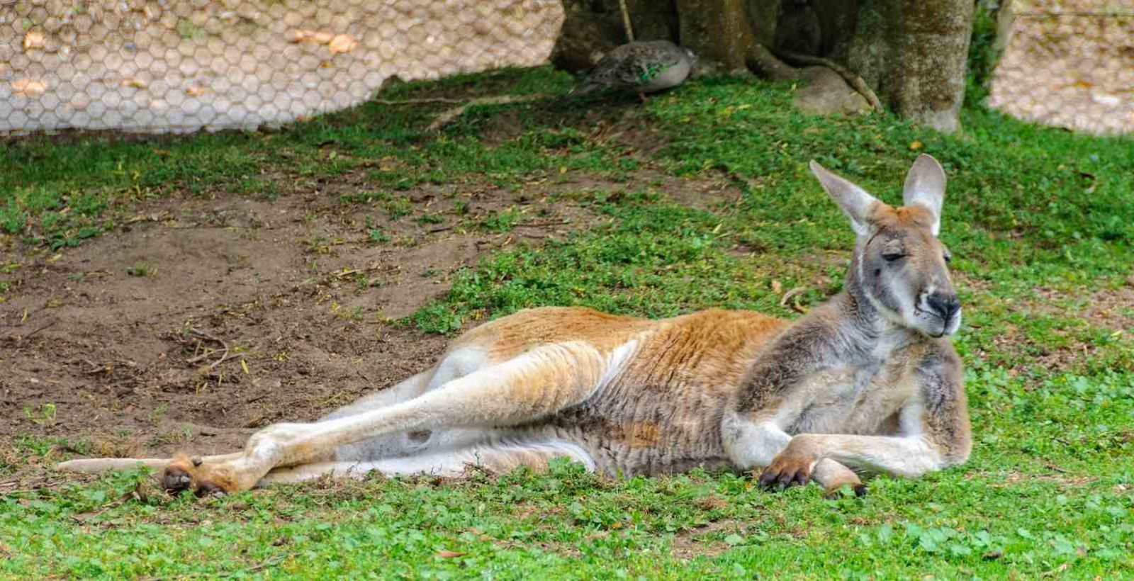 kanagroo laying in green grass in sanctuary wildlife park