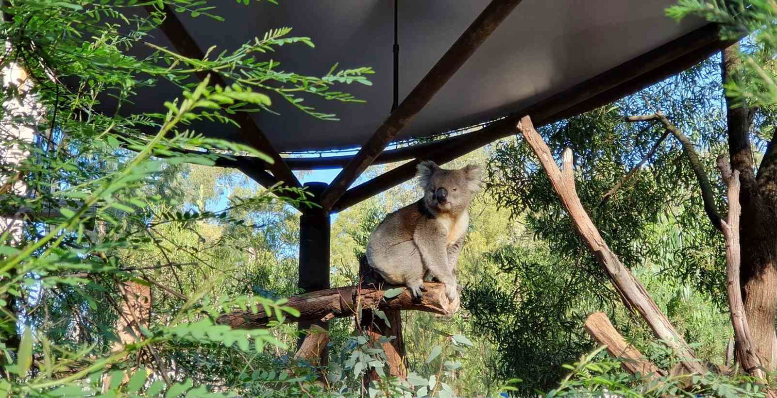 Koala in sanctuary wildlife park