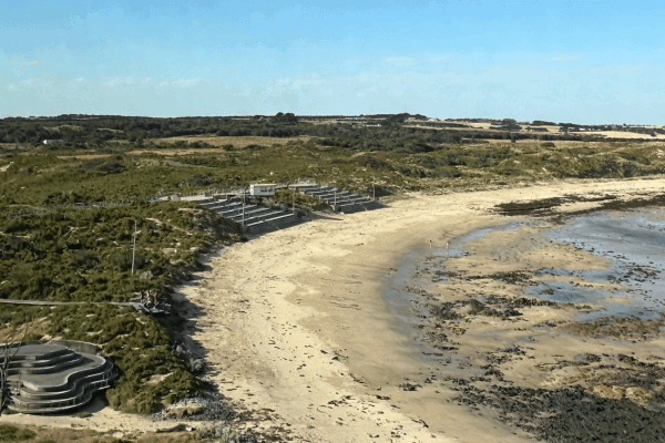 Penguin Parade on Summerland Beach