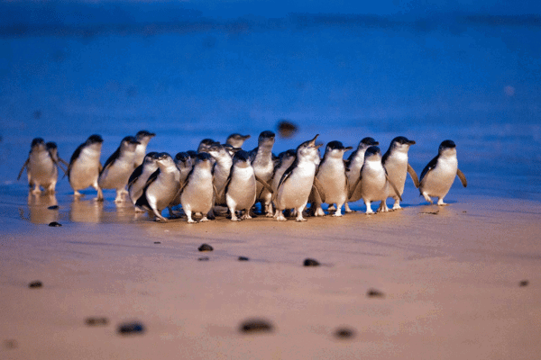 Penguin Parade