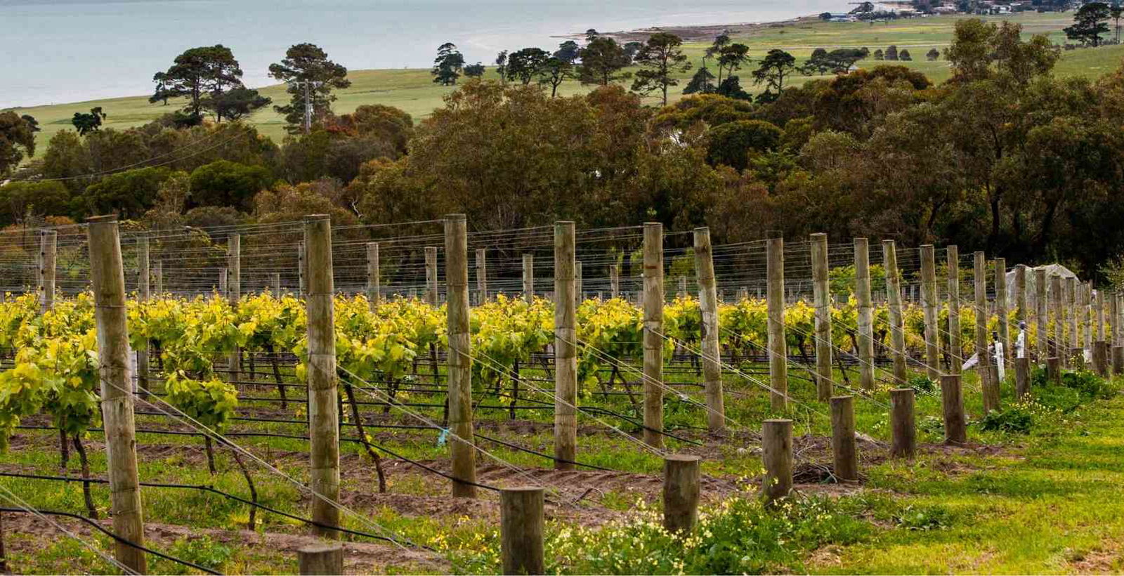 winery on the Bellarine Peninsula
