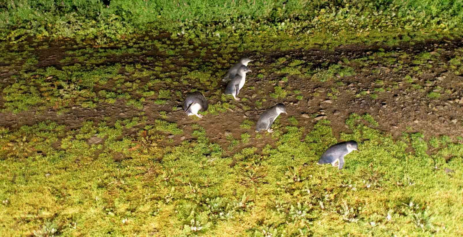 A group of penguins walking on lush green grass in a wide open field under a clear sky.
