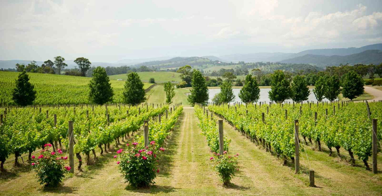 yarra valley vineyards