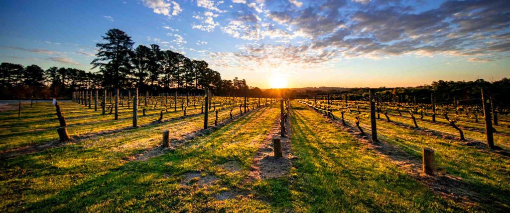 Mornington Peninsula Wine & Food Lovers Tour $185