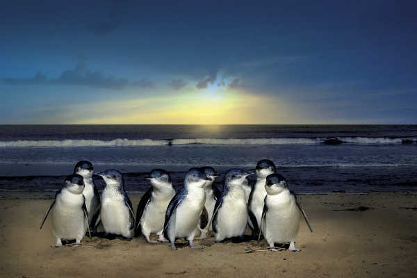 Penguin Parade