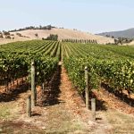 yarra valley vineyards in the sun with rolling hills in the background